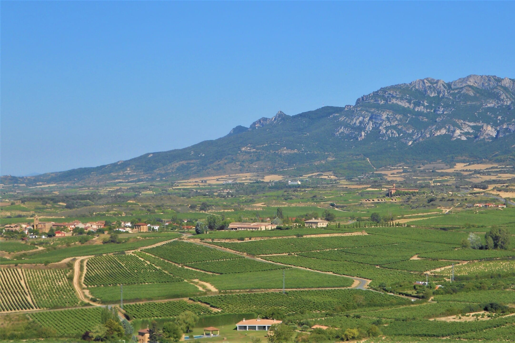 北スペインの観光スポットであるグリーンスペインのブドウ畑